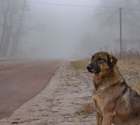 Abandoned Dogs of Chernobyl Have an Unusually Blue Hue...