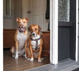 Why Impulse Control Is the Secret to a Happier and More Confident Dog