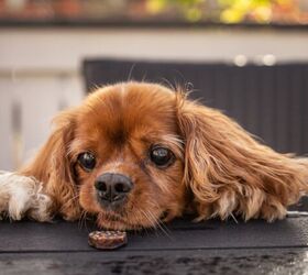 why impulse control is the secret to a happier and more confident dog, Photo credit Olli Pelkkikangas Shutterstock com