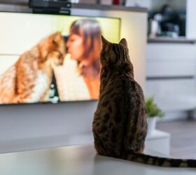 How to Decide if Cat TV is Right for Your Cat’s Personality
