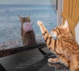 how to decide if cat tv is right for your cats personality, Photo credit Svetlana Rey Shutterstock com