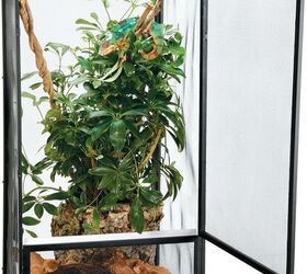 adding a chameleon to your family lets get you set up