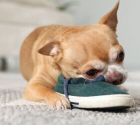 How to Stop Your Dog From Chewing Shoes