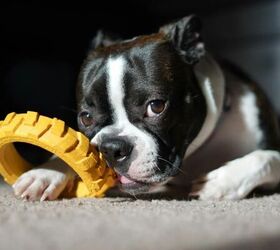 how to stop your dog from chewing shoes, Dog with chew toy image via Canva