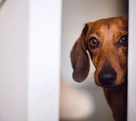 how to stop your dog from chewing shoes, Dog peeking in doorway image via Canva