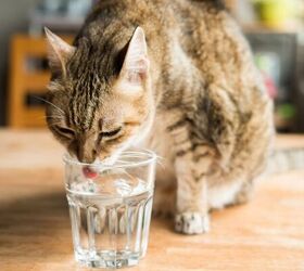 How to Encourage Your Cat to Drink More Water