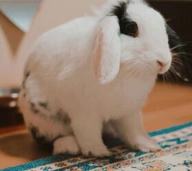 4 Tips for Keeping a Pet Rabbit Indoors