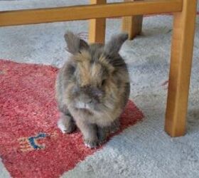 4 tips for keeping a pet rabbit indoors, Rabbit under chair image via Canva