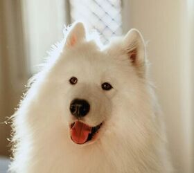 why you should be regularly inspecting your dog s coat, Dog image via Canva