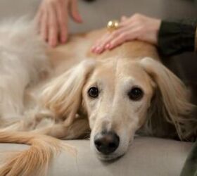 Why You Should Be Regularly Inspecting Your Dog's Coat