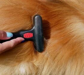 why you should be regularly inspecting your dog s coat, Brushing dog s coat image via Canva