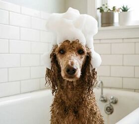 How Often Should You Really Bathe Your Dog?