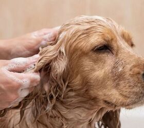 how often should you really bathe your dog, Shampooing dog image via Canva