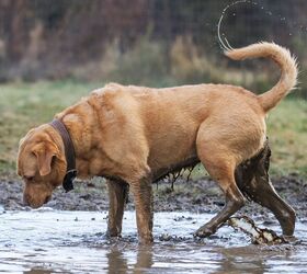 What Is It With Dogs and Mud Puddles?