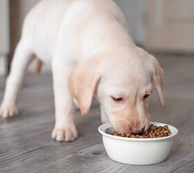 guide to puppy food nourishing your pup for growth, Ada14 Shutterstock