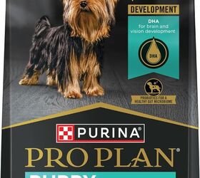 guide to puppy food nourishing your pup for growth