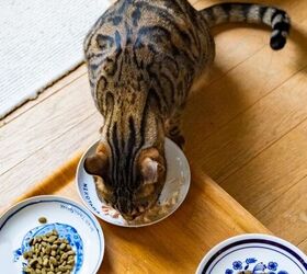 Are You Overfeeding Your Pet? Watch Out For These Signs