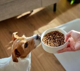 are you overfeeding your pet watch out for these signs, Feeding dog image via Canva