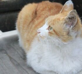 are you overfeeding your pet watch out for these signs, Cat image via Canva