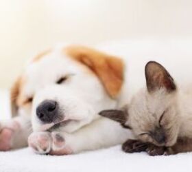 Should You Get a Puppy and a Kitten at the Same Time?