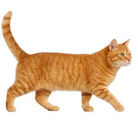 What Does Your Cat's Raised Cat Tail Mean?