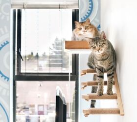 Why Do Cats Like High Places?