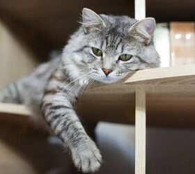 why do cats like high places, Photo credit KDdesign photo video Shutterstock com