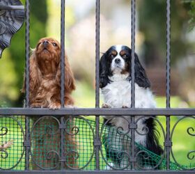 what is barrier frustration in dogs and how to solve it, Photo credit Fotyma Shutterstock com