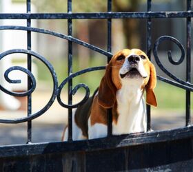 what is barrier frustration in dogs and how to solve it, Photo credit Olga Aniven Shutterstock com