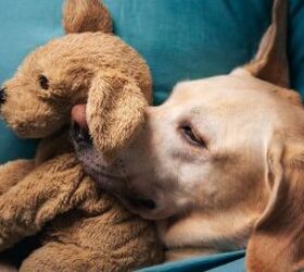 heres why your dog has a favorite toy, Dog with cuddly toy image via Canva