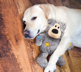 heres why your dog has a favorite toy, KONG Wild Knots Bear image via Amazon