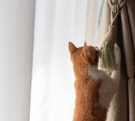 3 Tips to Keep Kittens Away From Your Curtains