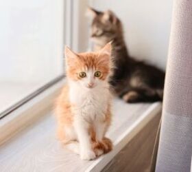 3 tips to keep kittens away from your curtains, Kittens on windowsill image via Canva
