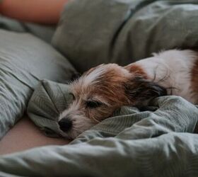 should you let your dog sleep in your bed, Dog in bed image via Canva