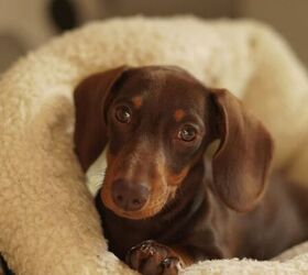 should you let your dog sleep in your bed, Dog image via Canva