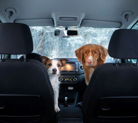 It's Winter! Let's Keep Your Backseat Companion Safe and Warm.