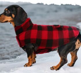 it s winter let s keep your backseat companion safe and warm