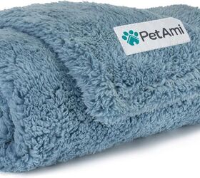 it s winter let s keep your backseat companion safe and warm