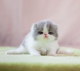 What is Swimmer's Syndrome in Newborn Kittens and Puppies?