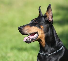 Westminster's 2026 Best in Show Included a Few Surprises