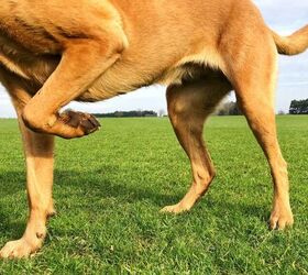 How to Spot Early Signs of Arthritis in Dogs