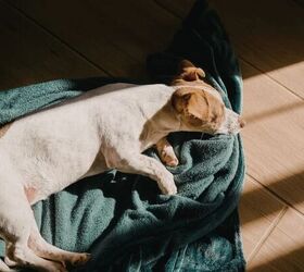 how to spot early signs of arthritis in dogs, Dog resting image via Canva