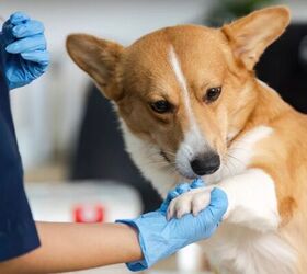 how to spot early signs of arthritis in dogs, Dog with vet image via Canva