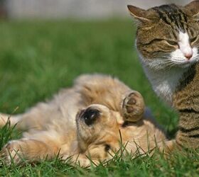 tips for socializing your new puppy, Puppy with cat image via Canva