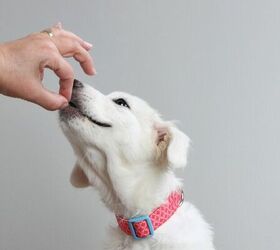 tips for socializing your new puppy, Giving puppy a treat image via Canva