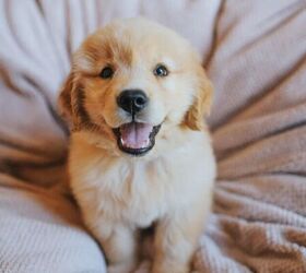 tips for socializing your new puppy, Puppy image via Canva