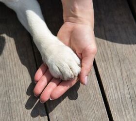 Pedigree Foundation Rescue Dog of the Year Is a Senior Named Teddy