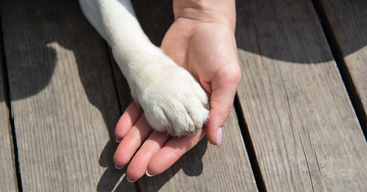 Pedigree Foundation Rescue Dog of the Year Is a Senior Named Teddy