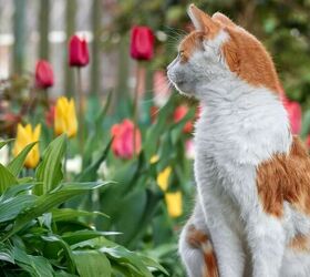 Common Spring Flowers That Are Toxic for Cats