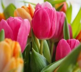 common spring flowers that are toxic for cats, Tulips image via Canva